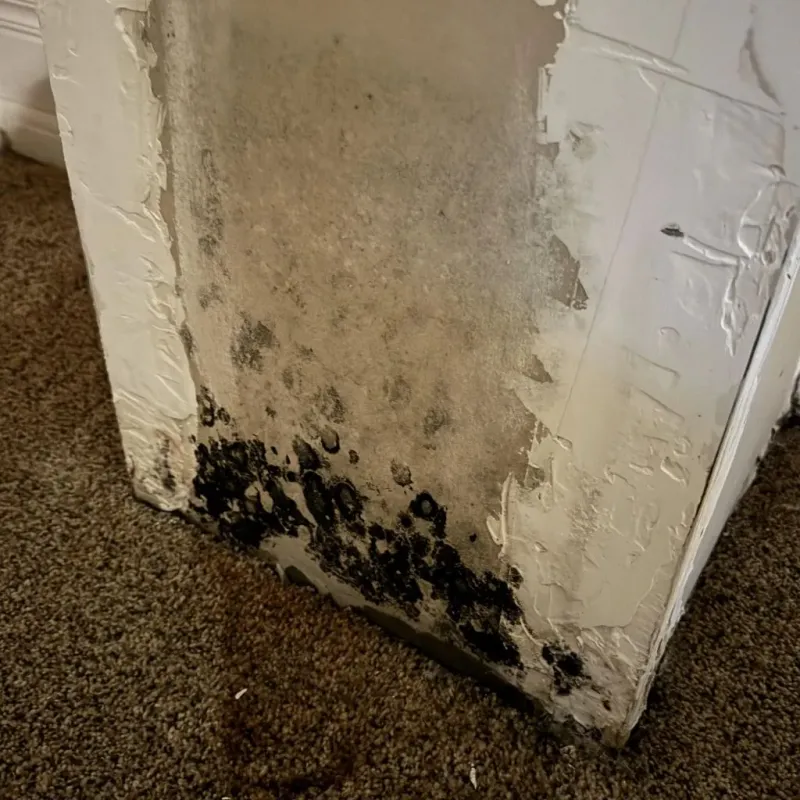 Professional Mold Removal in Shackelford County, TX